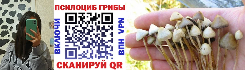 купить   Бирюч  Псилоцибиновые грибы Cubensis 